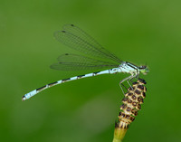 Northern Damselfly Coenagrion hastulatum