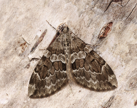 70.079 BF1769 Spruce Carpet Thera britannica