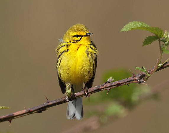 Prairie Warbler Setophaga discolor