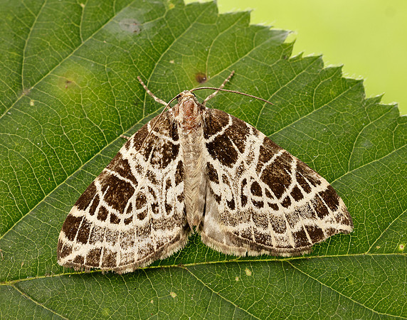 70.088 BF1772 Netted Carpet Eustroma reticulata