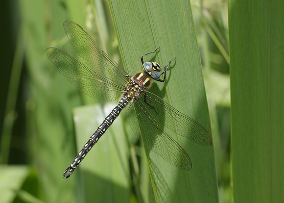 Hairy Dragonfly Brachytron pratense