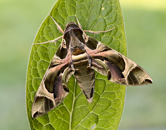 69.011 BF1985 Oleander Hawk-moth Daphnis nerii