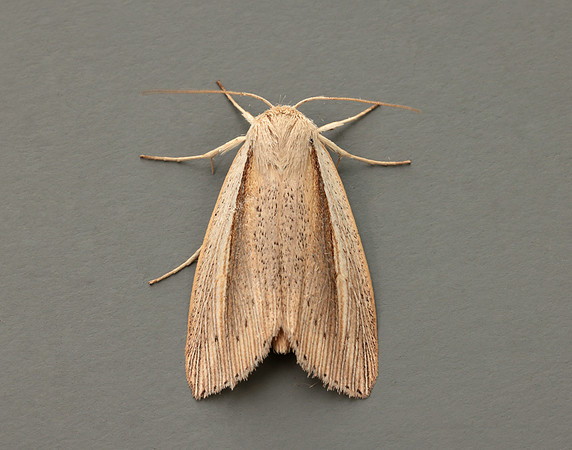 73.305 BF2209 Flame Wainscot Senta flammea