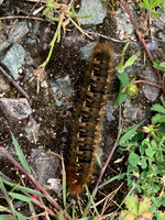 66.007 BF1637 Oak Eggar Lasiocampa quercus