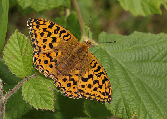 High Brown Fritillary Argynnis adippe