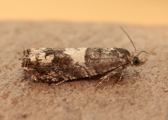 49.243 BF1135 Epinotia demarniana
