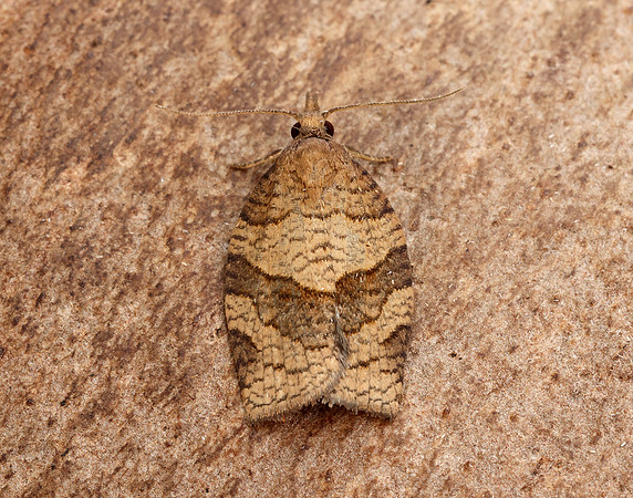 49.027 BF973 Pandemis dumetana