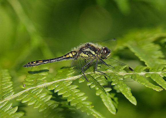Black Darter Sympetrum danae