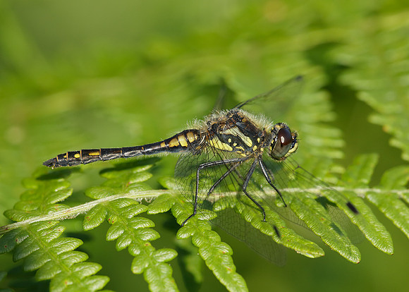 Black Darter Sympetrum danae