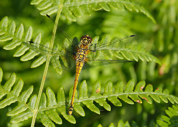 Black Darter Sympetrum danae