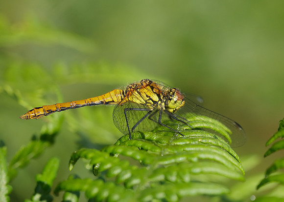 Black Darter Sympetrum danae