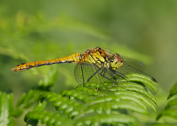 Black Darter Sympetrum danae