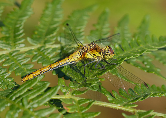 Black Darter Sympetrum danae