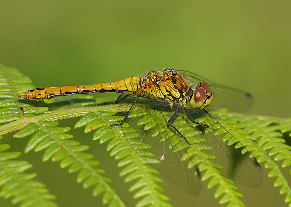 Black Darter Sympetrum danae