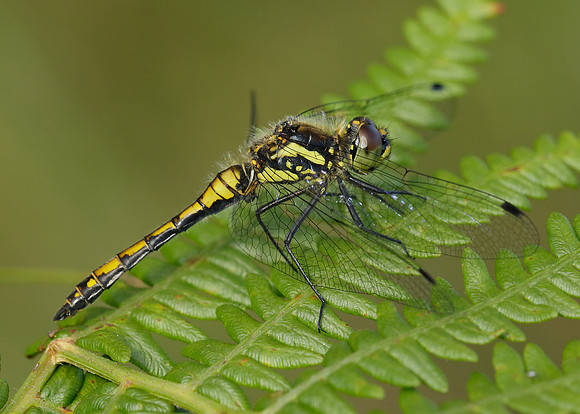 Black Darter Sympetrum danae