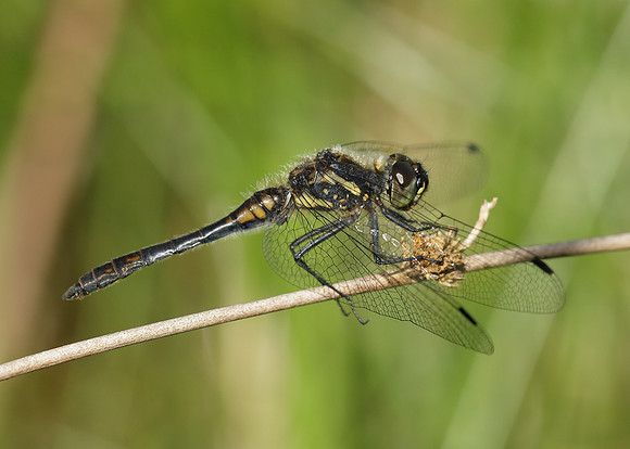 Black Darter Sympetrum danae