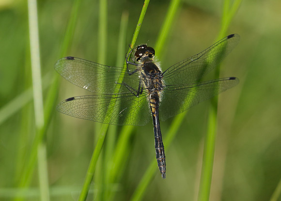 Black Darter Sympetrum danae