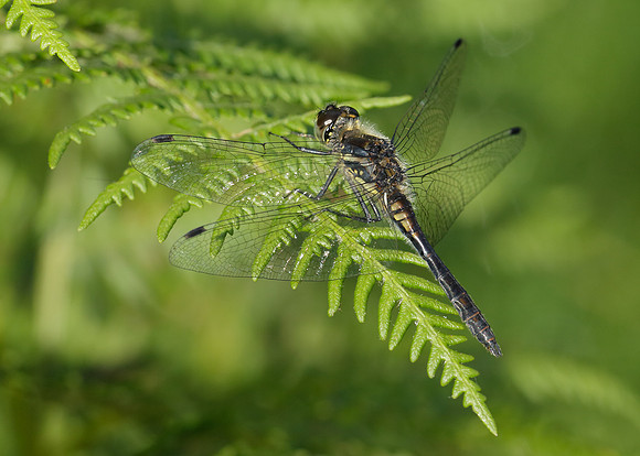 Black Darter Sympetrum danae