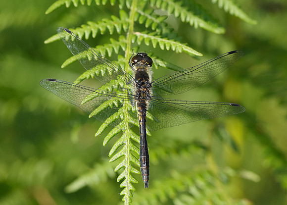 Black Darter Sympetrum danae