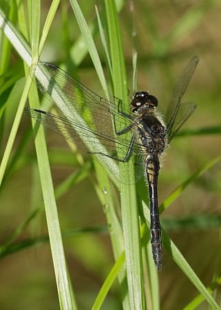 Black Darter Sympetrum danae