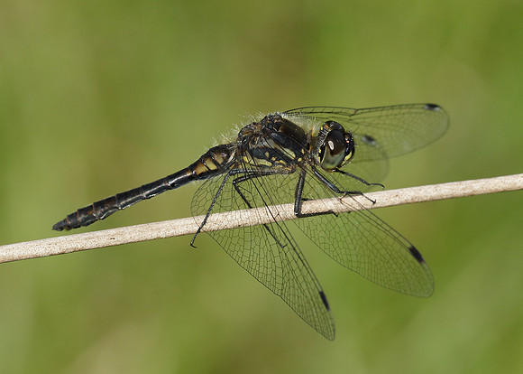 Black Darter Sympetrum danae