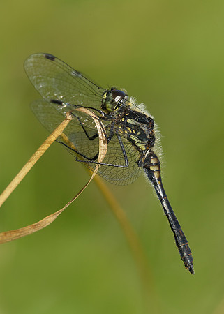 Black Darter Sympetrum danae