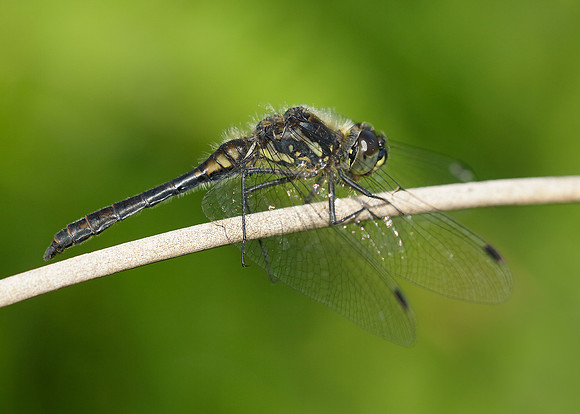 Black Darter Sympetrum danae