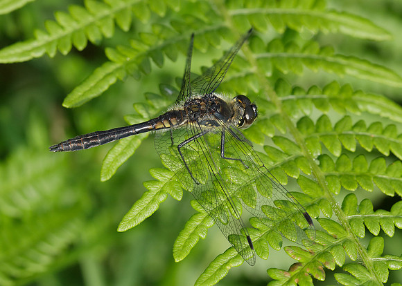 Black Darter Sympetrum danae