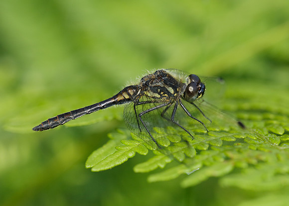Black Darter Sympetrum danae