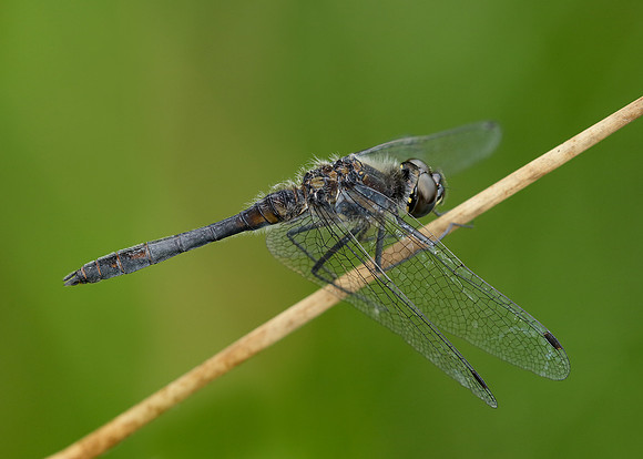 Black Darter Sympetrum danae