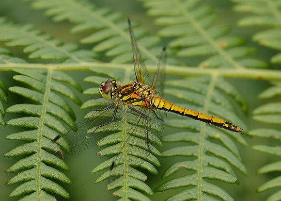 Black Darter Sympetrum danae