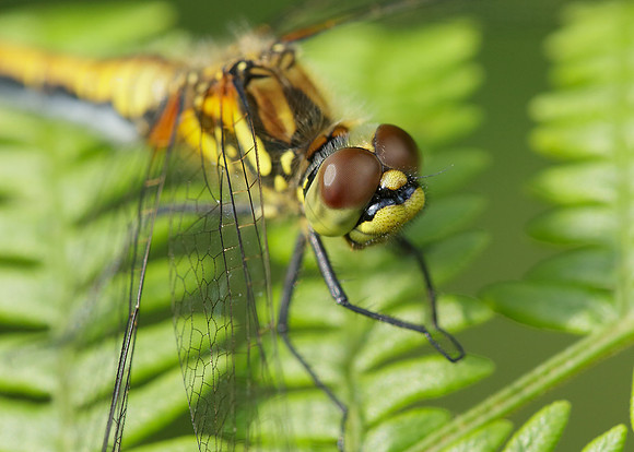 Black Darter Sympetrum danae