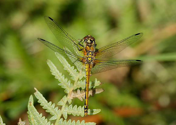 Black Darter Sympetrum danae