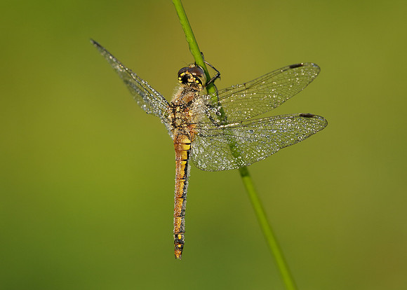Black Darter Sympetrum danae