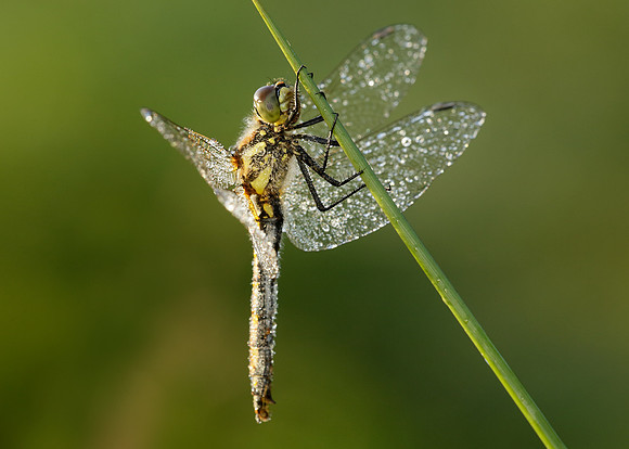 Black Darter Sympetrum danae