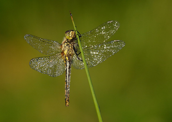 Black Darter Sympetrum danae