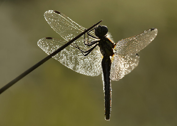 Black Darter Sympetrum danae