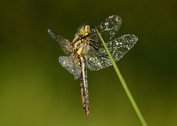 Black Darter Sympetrum danae