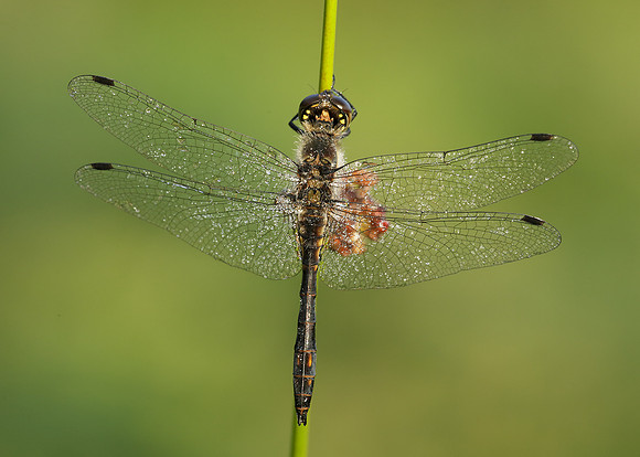 Black Darter Sympetrum danae