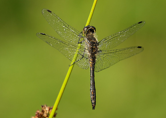 Black Darter Sympetrum danae