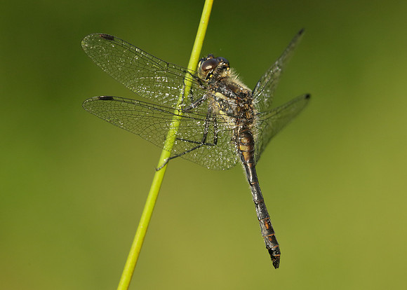 Black Darter Sympetrum danae