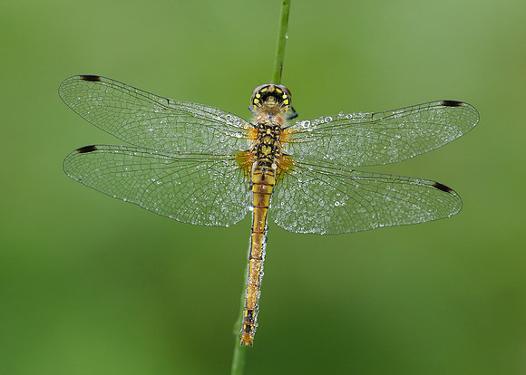 Black Darter Sympetrum danae