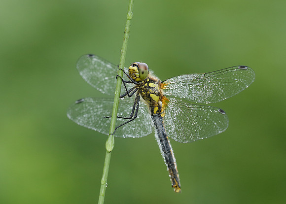 Black Darter Sympetrum danae