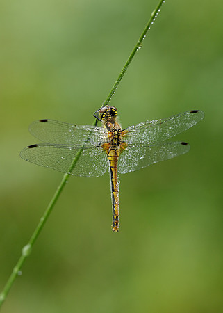 Black Darter Sympetrum danae