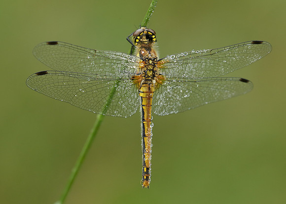 Black Darter Sympetrum danae