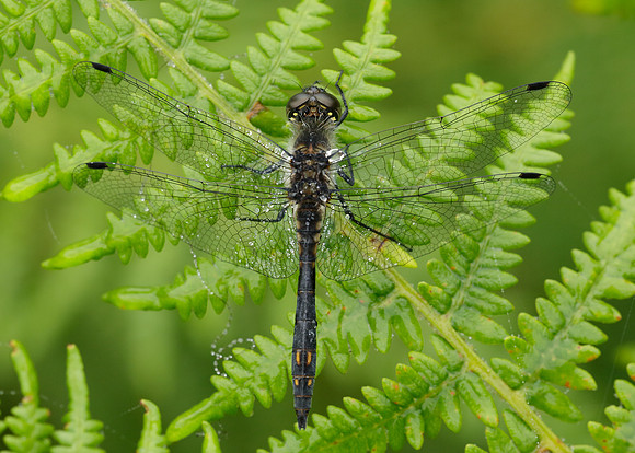 Black Darter Sympetrum danae