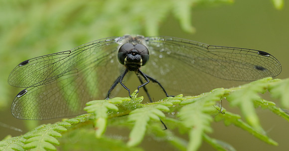 Black Darter Sympetrum danae