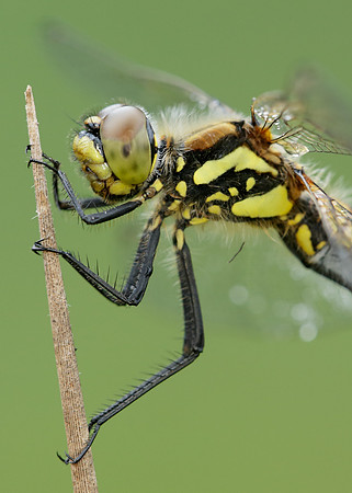 Black Darter Sympetrum danae