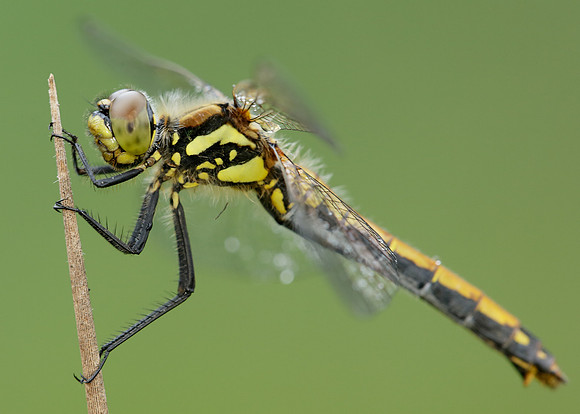 Black Darter Sympetrum danae