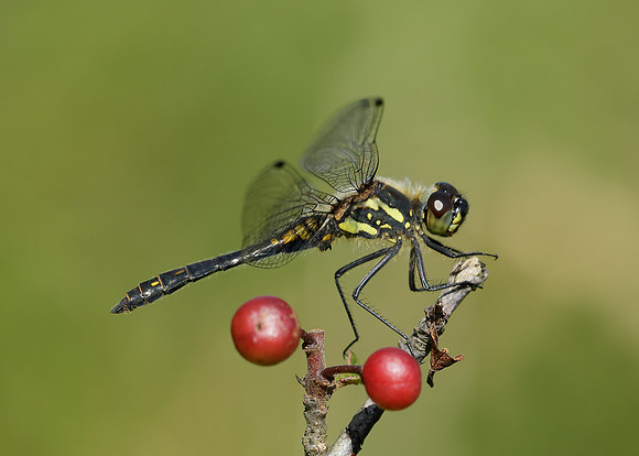 Black Darter Sympetrum danae